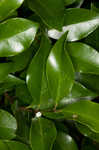 Glossy privet